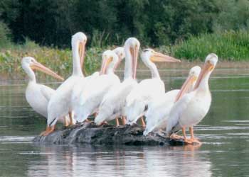 "Mississippi Pelicans" by Shirley J. Steiner, Richland Center WI - Photography